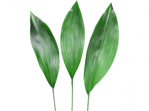 عکس با کیفیت برگ درخت